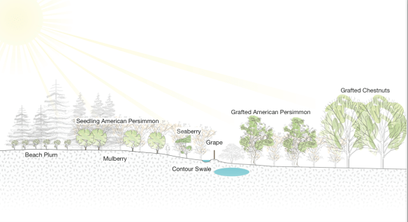 Cross section of a RTF orchard design. Screen Shot 2013-09-29 at 11.23.49 AM