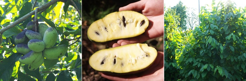 pawpaw_cluster_fruit