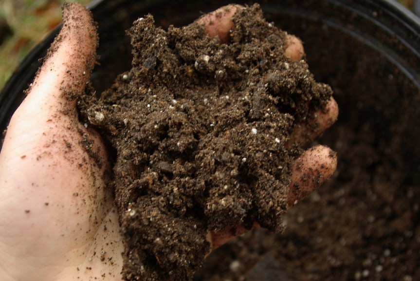 Dampen medium so it is well moistened but not soaked.