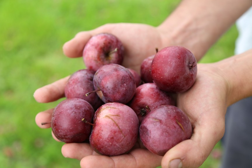 To the untrained eye 'C-Town Reds' could be mistaken for Japanese plums. 
