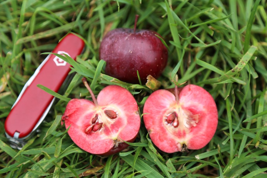 'C-Town Red' apple— a lovely red fleshed apple that makes an excellent cider. 