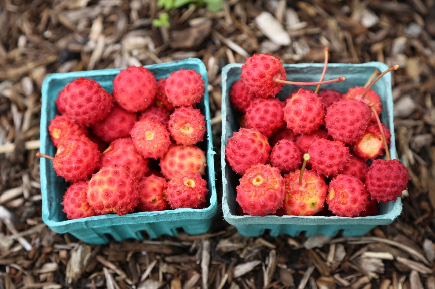 The flesh of kousa dogwood fruit has a flavor reminiscent of pawpaw; the alligator-like skin(slight turnoff) and small black seeds are inedible. 