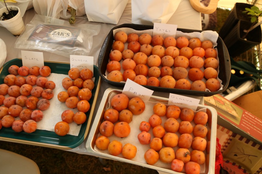 American persimmon varietal sampling at the MNGA fall meeting, 10/6/13.