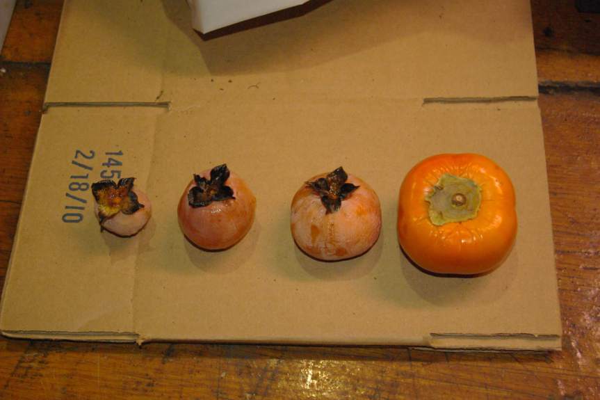 Asian persimmon on far right with seedling Americans of varying sizes. 