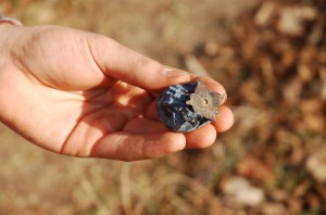 In seedling large populations it is not uncommon to find individuals who sport blue fruit...this coloration is only skin deep and this is NOT the cultivar 'Blue'; seedling tree grown by Ken Asmus of Oikos Tree Crops.