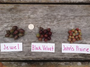 Despite the magnitude of the situation regarding the damn currant worms, I managed to do a sampling of a few of the dozen or so varieties in my collection. All at varying degrees of ripeness, the black velvets were slightly under ripe but time was of the essence with my little quackers on the case. 