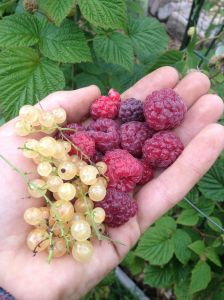 The tail end of white currant season meets the onset of purple raspberry season!