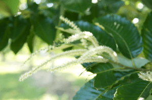 Chestnut flowers don't have the most appetizing smell but they sure are visually appealing. 