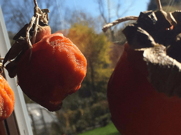 Every fall hoshigaki is made throughout much of Asia as a way to dry and preserve the delcious Asian persimmon fruit. Something I've been fascinated with as I explore traditional fruit preserving & processing techniques. Will have more trials and posts to come. This is fruitsciutto folks!