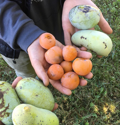 Beautiful pawpaws and 'Prok' American persimmons harvested at a buddies farm outside of Ann Arbor. 9/27/16